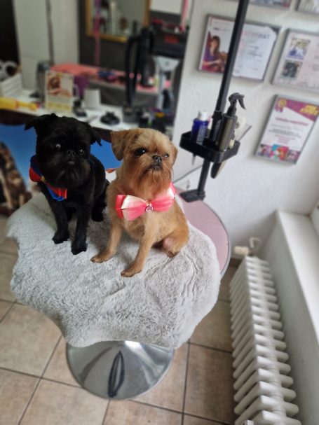 Belgischer Griffon nach der Fellpflege im Hundesalon Maja&Dogs in Berlin-Wedding