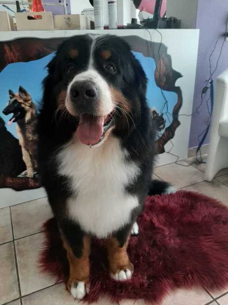 Berner Sennenhund nach der Fellpflege bei Maja&Dogs in Berlin-Wedding