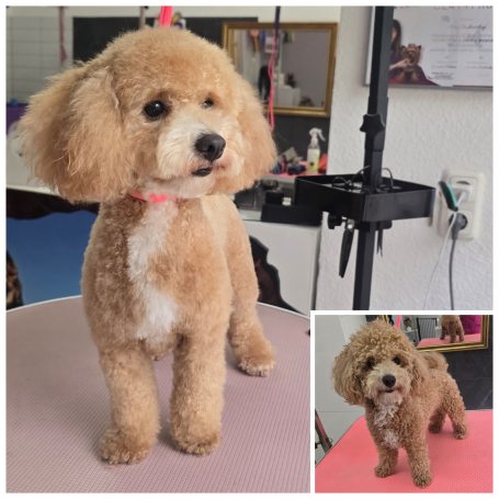 Maltipoo nach der professionellen Fellpflege bei Maja&Dogs in Berlin-  Wedding nahe Mitte