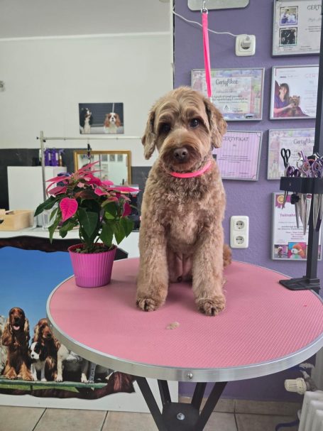 Brauner Labradoodle nach der Fellpflege bei Maja&Dogs in Berlin-Wedding