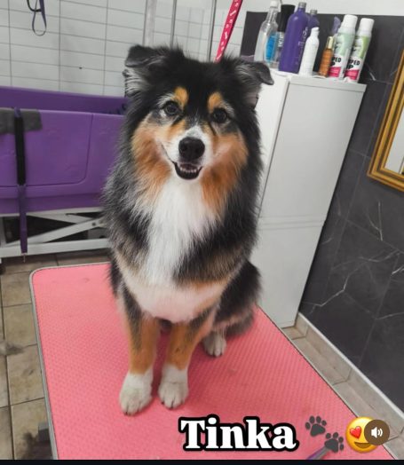 Australian Shepherd nach der Fellpflege bei Maja&Dogs in Berlin-Wedding