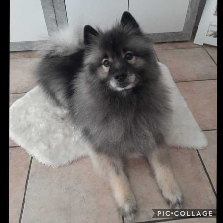 Deutscher Spitz nach dem Waschen und Schneiden im Hundesalon Maja&Dogs in Berlin Wedding