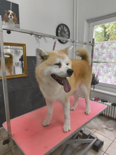Akita nach dem Waschen und Schneiden im Hundesalon Maja&Dogs in Berlin Wedding