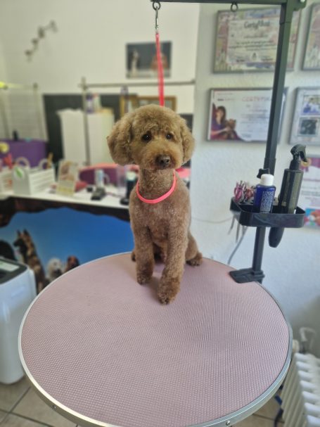 Pudel nach der Fellpflege im Hundesalon Maja&Dogs in Berlin-Wedding