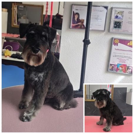 Professionelle Schnauzer-Pflege im Hundesalon Maja&Dogs in Berlin- Wedding 