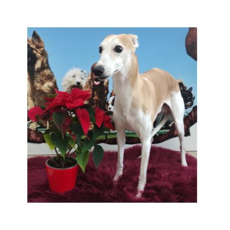 Whippet nach der Fellpflege bei Maja&Dogs in Berlin-Wedding
