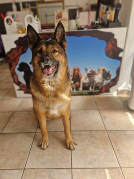 Kurzhaariger Schäferhund nach der Fellpflege im Hundesalon Maja&Dogs in Berlin-Wedding
