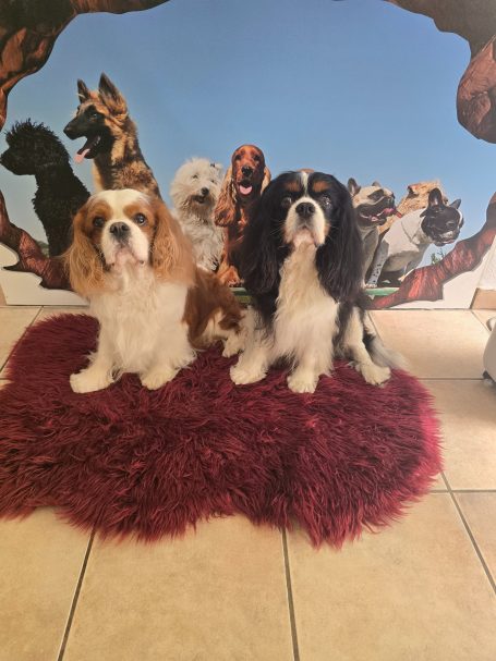 Cavalier King  Charles Spaniel nach dem Waschen und Schneiden im Hundesalon Maja&Dogs in Berlin Wedding