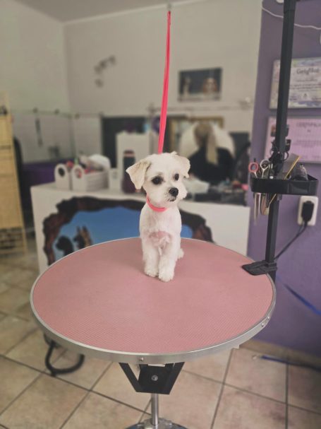 Malteser nach dem Waschen und Schneiden im Hundesalon Maja&Dogs in Berlin Wedding