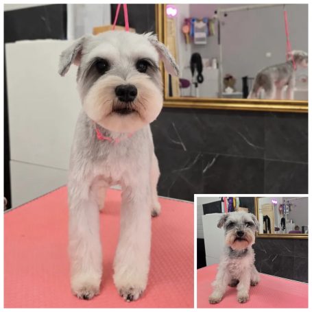 Gepflegter Schnauzer mit rundem, flauschigem Teddy-Schnitt bei Maja&Dogs Berlin-Wedding