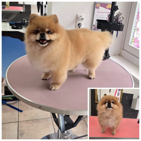 Liebevolle Fellpflege für einen gepflegten Pomeranian – schonend, typgerecht und mit viel Aufmerksamkeit für jedes Detail.