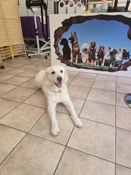 Labrador nach der Fellpflege bei Maja&Dogs in Berlin-Wedding