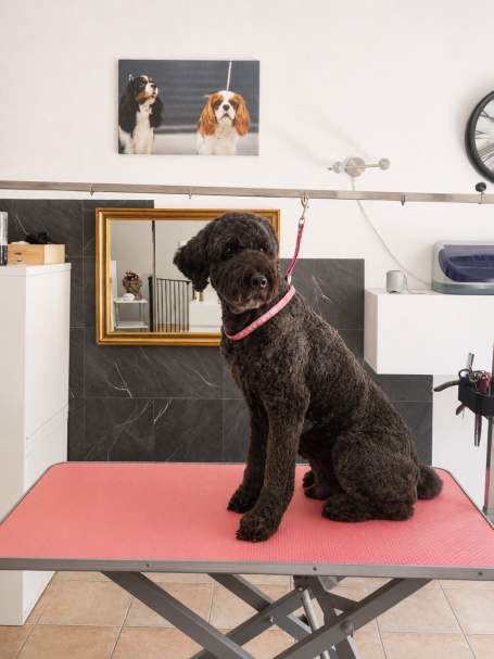 Labradoodle nach dem Waschen und Schneiden im Hundesalon Maja&Dogs in Berlin Mitte