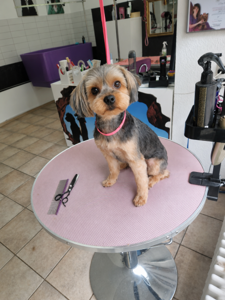 Yorkshire Terrier bei der professionellen Fellpflege im Hundesalon Maja&Dogs in Berlin -Wedding nahe Mitte