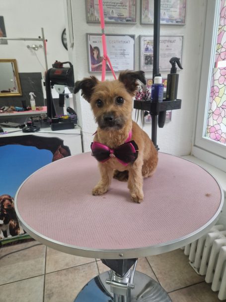 Kleiner Mischling nach der Fellpflege im Hundesalon Maja&Dogs in Berlin-Wedding