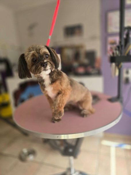 Kleiner Hund mit dunklem Fell nach der Fellpflege bei Maja&Dogs in Berlin-Wedding