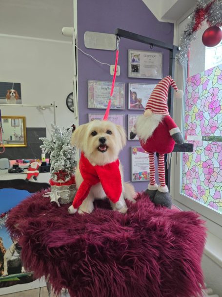 havaneser nach dem Waschen und Schneiden im Hundesalon Maja&Dogs in Berlin Wedding