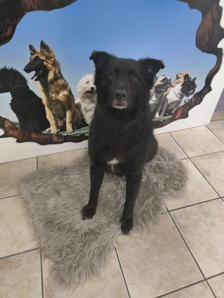 Schwarzer mittelgroßer Hund mit kurzem Fell nach der Fellpflege bei Maja&Dogs in Berlin-Wedding