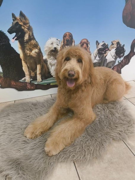 Großer Labradoodle mit hellbraunem Fell nach der Fellpflege bei Maja&Dogs in Berlin-Wedding