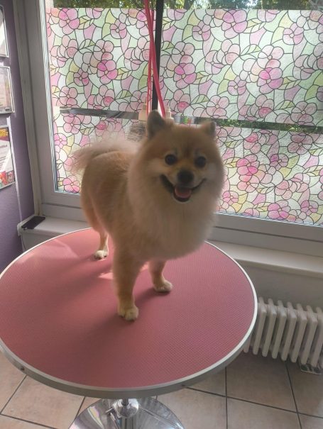 spitz nach dem Waschen und Schneiden im Hundesalon Maja&Dogs in Berlin Wedding