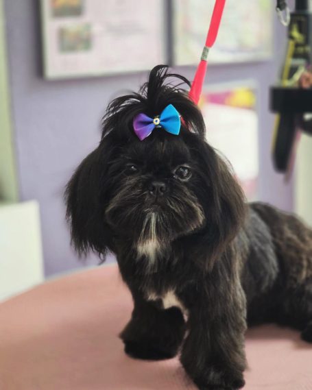 Shih Tzu nach der Fellpflege bei Maja&Dogs in Berlin-Wedding