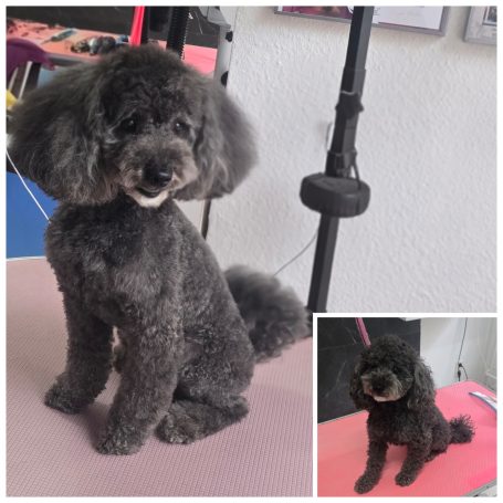 Professioneller Pudelschnitt im Teddy-Bear-Stil bei Maja&Dogs  in Berlin -Wedding nahe Mitte