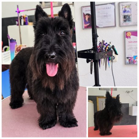 Schottischer Terrier bei professioneller Fellpflege beim Hundefriseur Maja&Dogs in Berlin-Wedding
