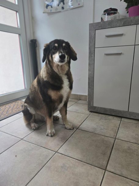 Australian-Shepherd nach der Fellpflege bei Maja&Dogs in Berlin-Wedding