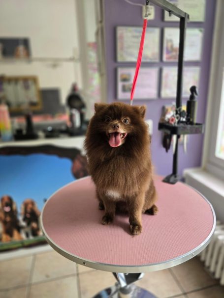 Brauner Spitz nach der Fellpflege bei Maja&Dogs in Berlin-Wedding