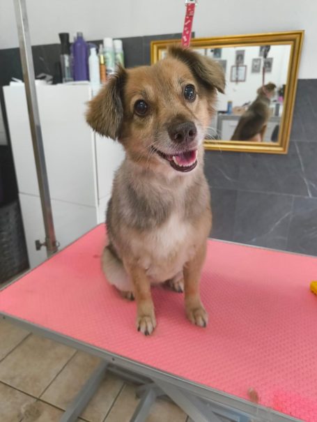 Mittelgroßer Hund mit hellbraunem Fell beim Ausbürsten im Hundesalon Maja&Dogs in Berlin-Wedding