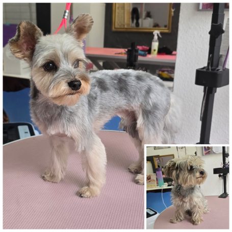 Yorkshire Terrier vorher und nachher nach der professionellen Fellpflege bei Maja&Dogs, Hundesalon in Berlin-Wedding nahe Mitte 