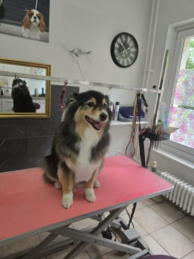 Hund nach dem Waschen und Schneiden im Hundesalon Maja&Dogs in Berlin Wedding