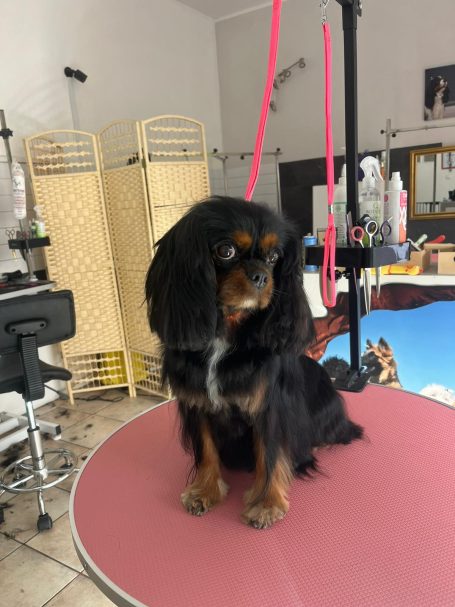 Hund nach dem Waschen und Schneiden im Hundesalon Maja&Dogs in Berlin Wedding
